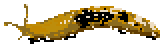 banana slug