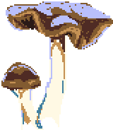 Psilocybe cyanescens