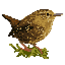 Pacific wren