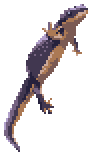 rough-skinned newt