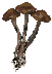 Psilocybe cyanescens