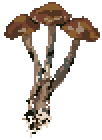 Psilocybe cyanescens