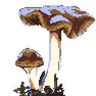 Psilocybe cyanescens